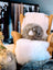 'Beige' Fluffy Fat Sheep Cushion (Arriving Mid October)