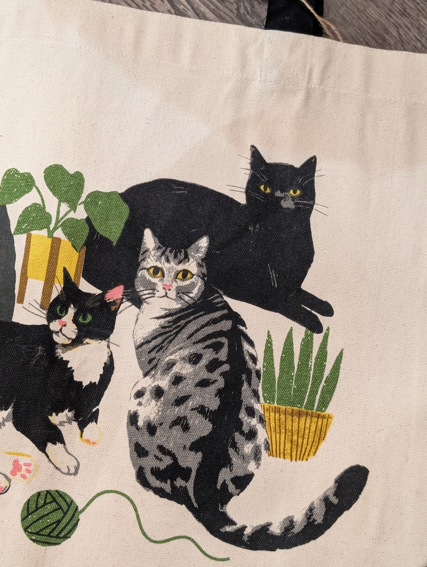 Suspiciously Calm Cats