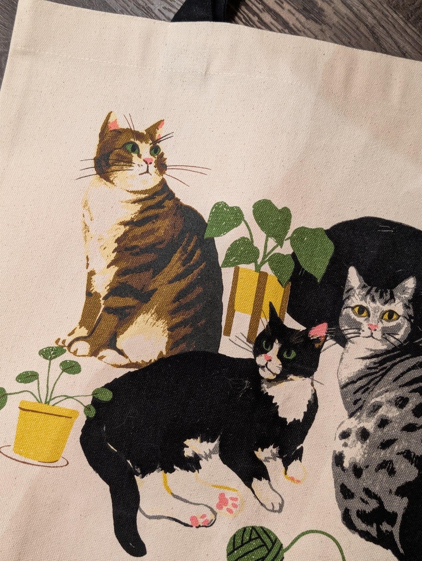 Suspiciously Calm Cats