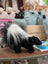 The Skunk