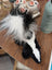 The Skunk