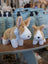 Adorable carl the corgi large size plush toy with tan and white fur made of soft stuffed material
