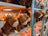 Brown plush highland cow stuffed figurines with white snouts and horns neatly arranged showing head fluff on shelves