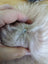Light pink sheepskin pom pom fluffy white dog hair brush with blue eyes by Angus Oliver