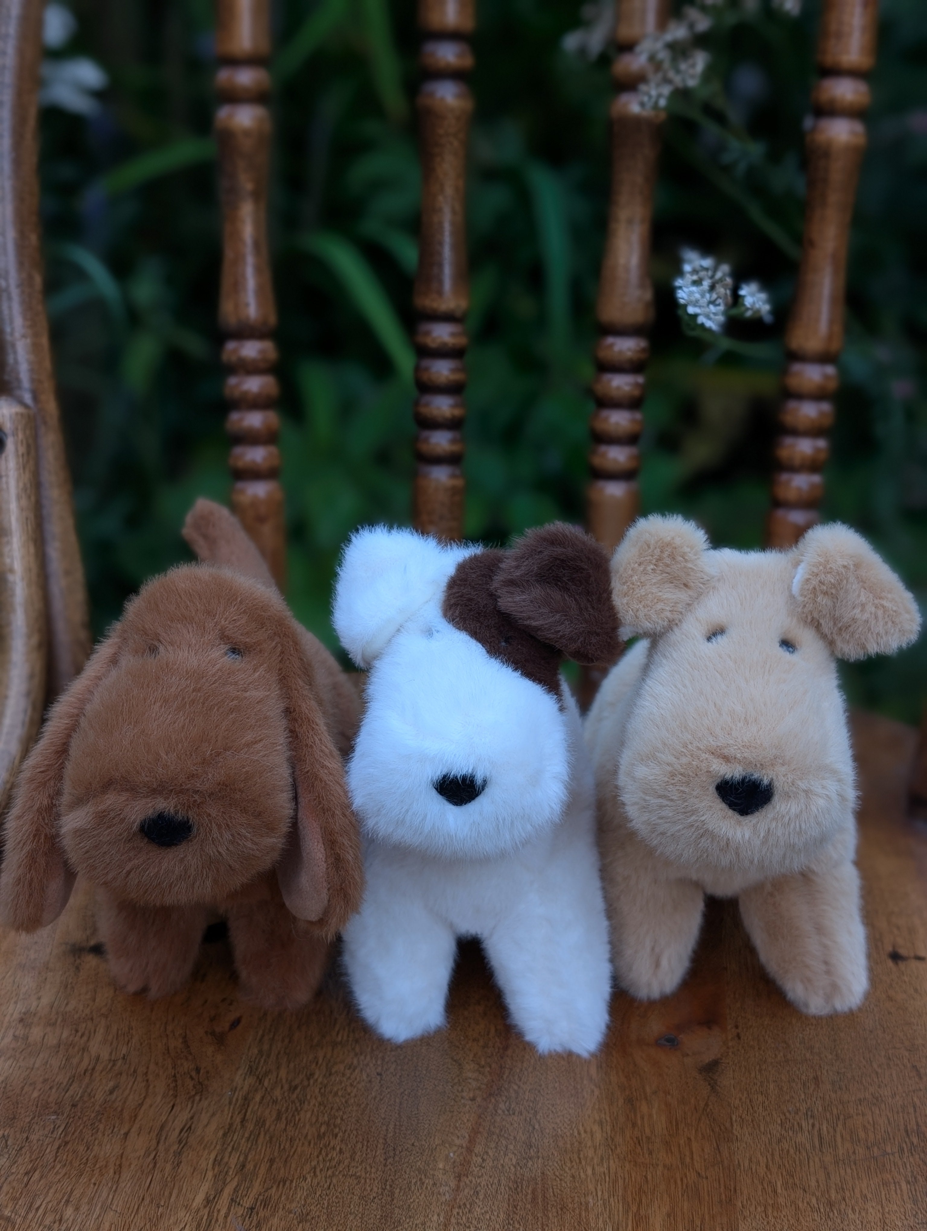 Jack Russell small
