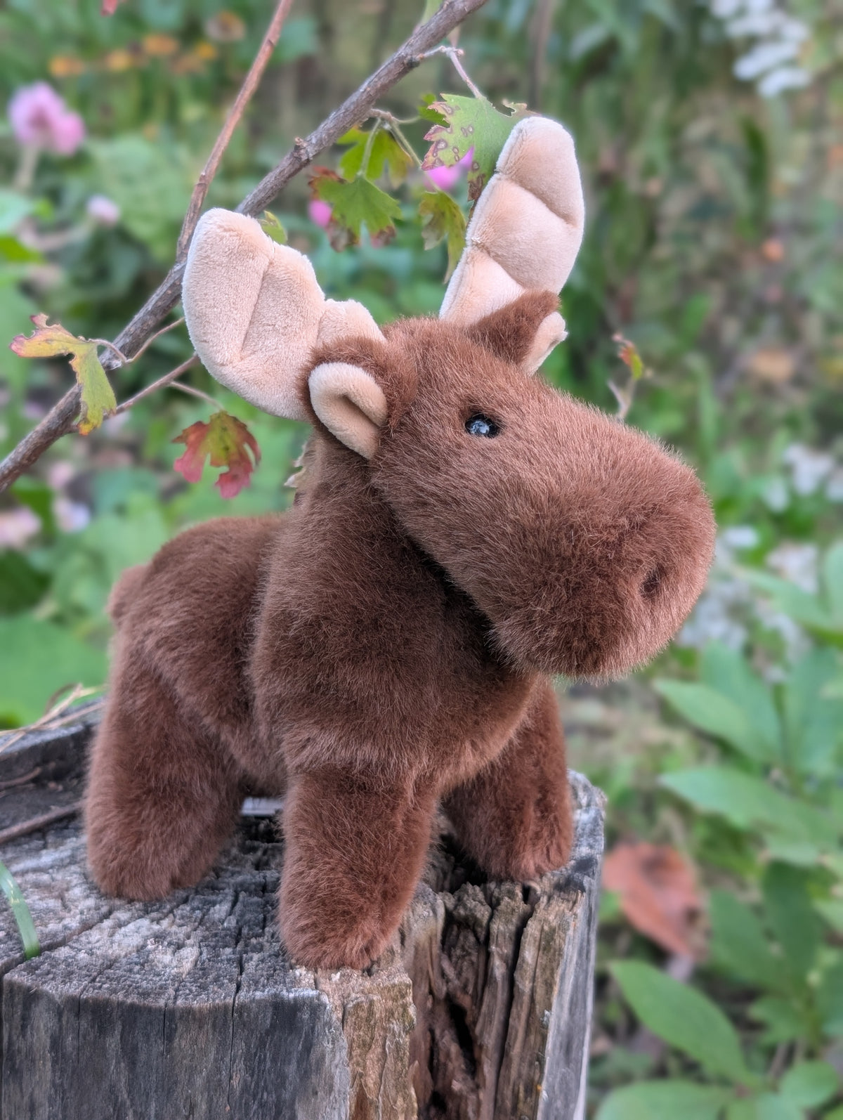Moosey