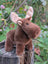 Moosey