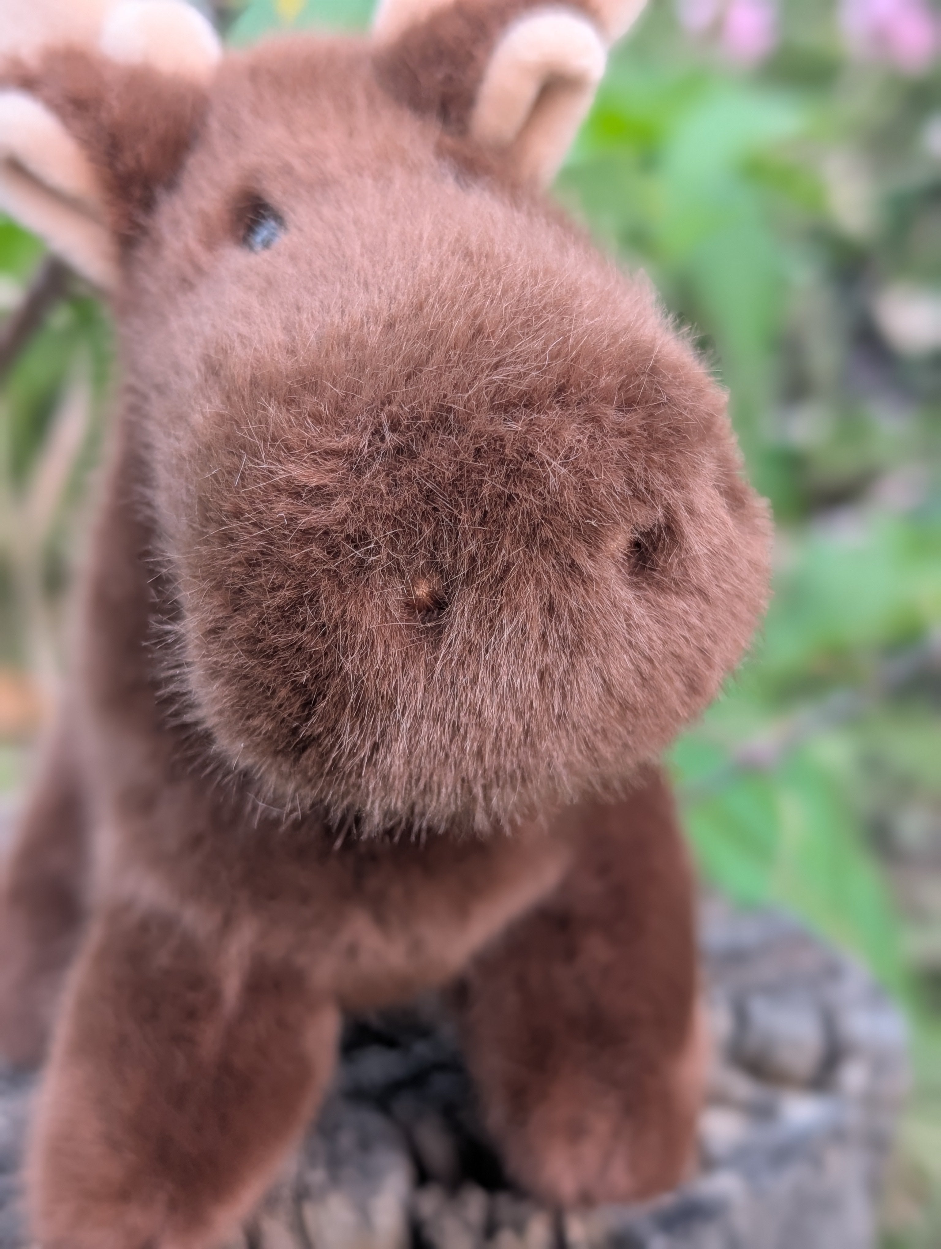 Moosey
