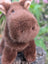 Moosey
