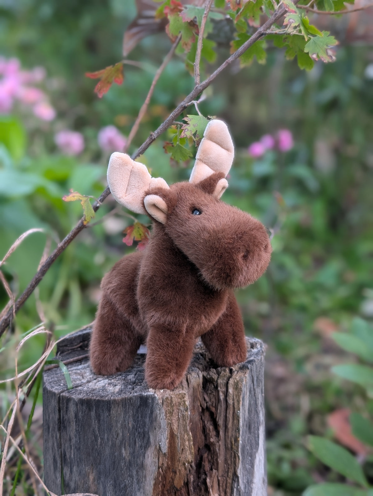 Moosey