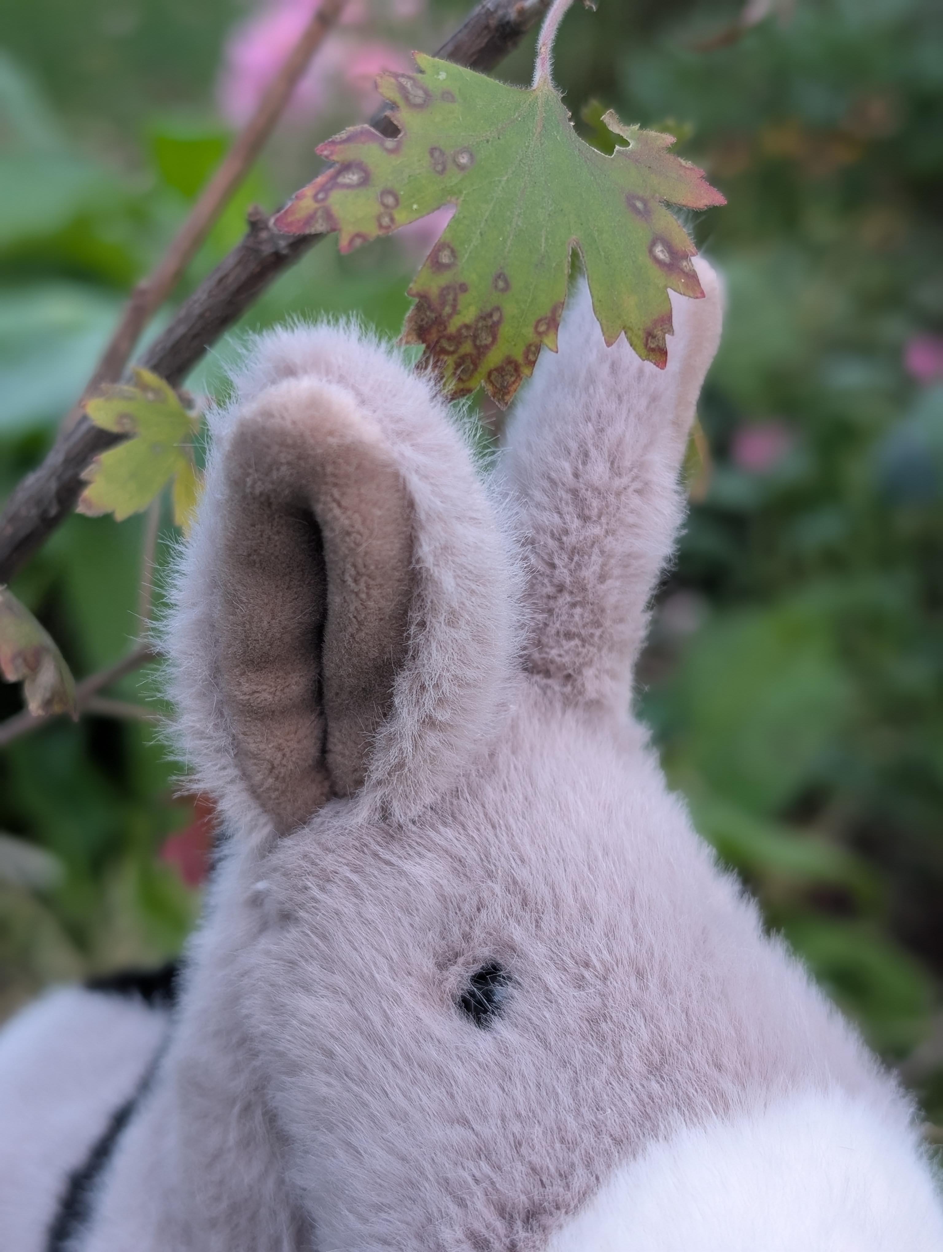 Donna The Donkey Soft Toy