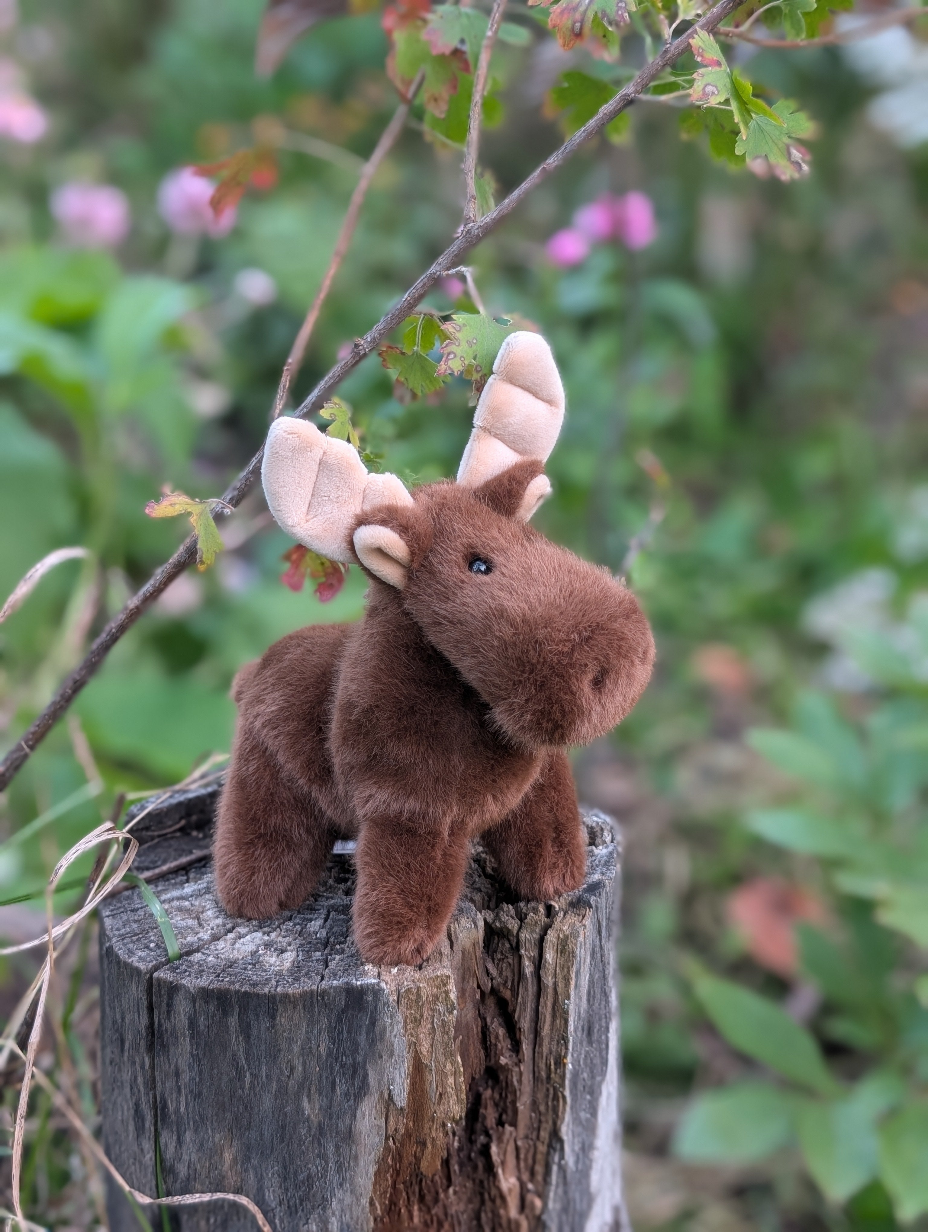 Moosey