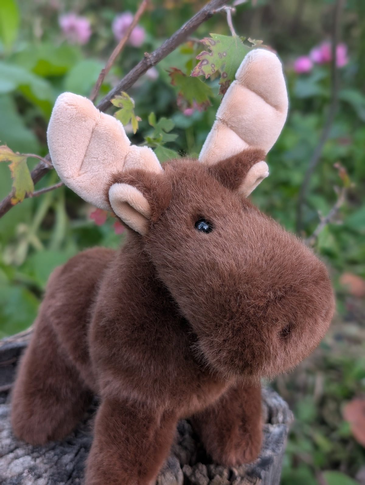 Moosey