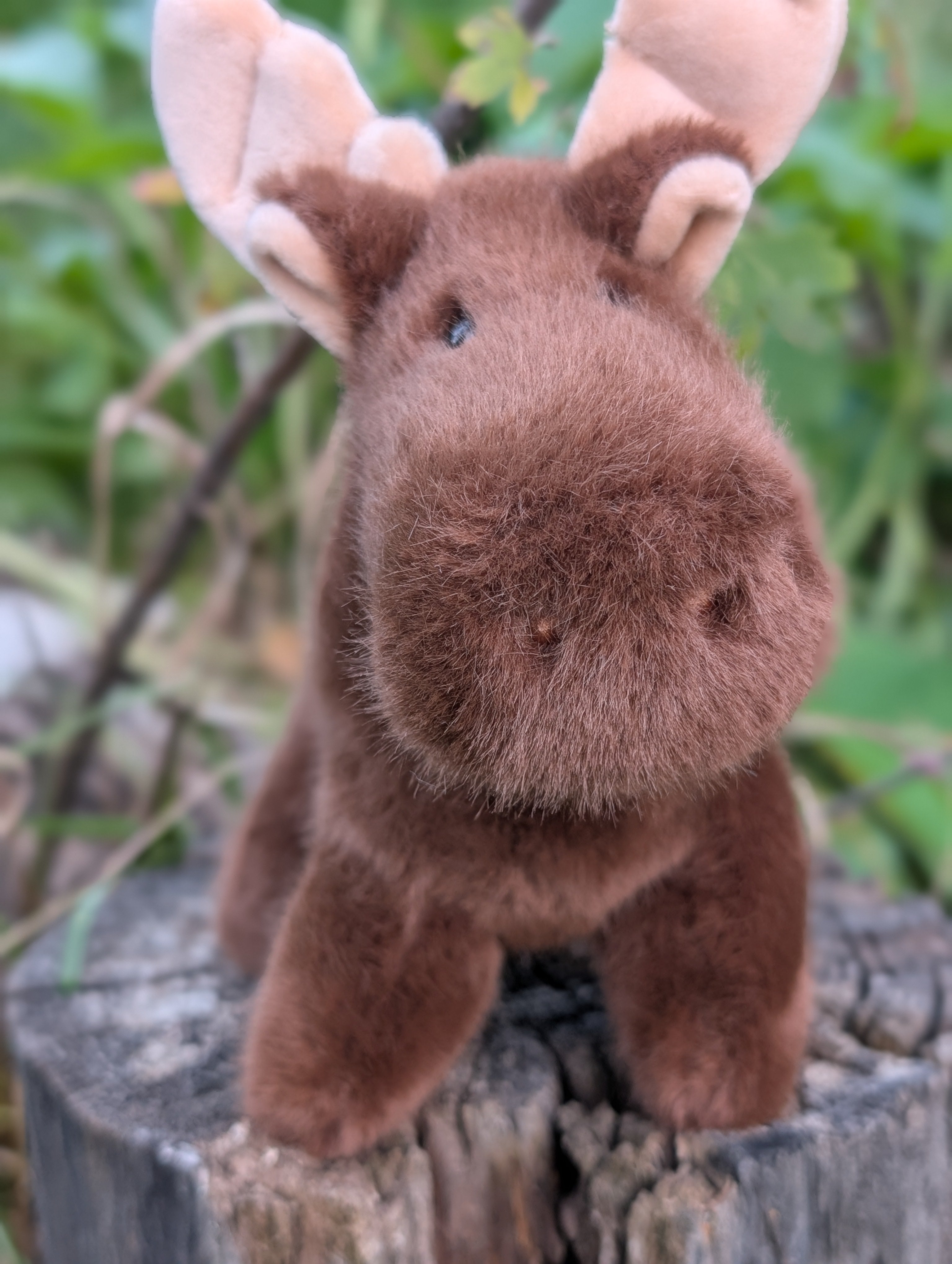 Moosey