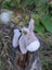 A plush gray and black cow toy called the donkey with a soft fuzzy texture perfect for cuddling