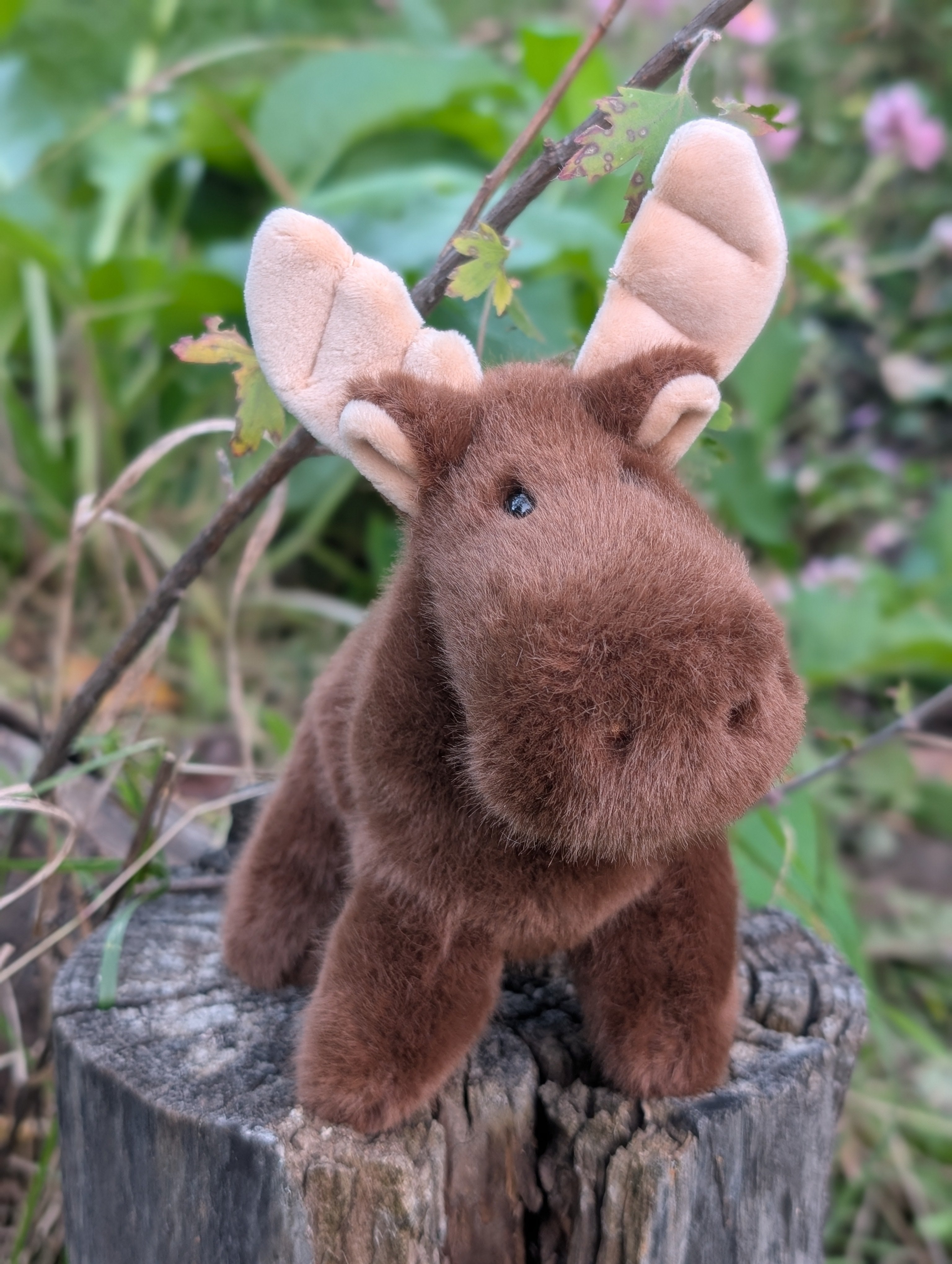 Moosey