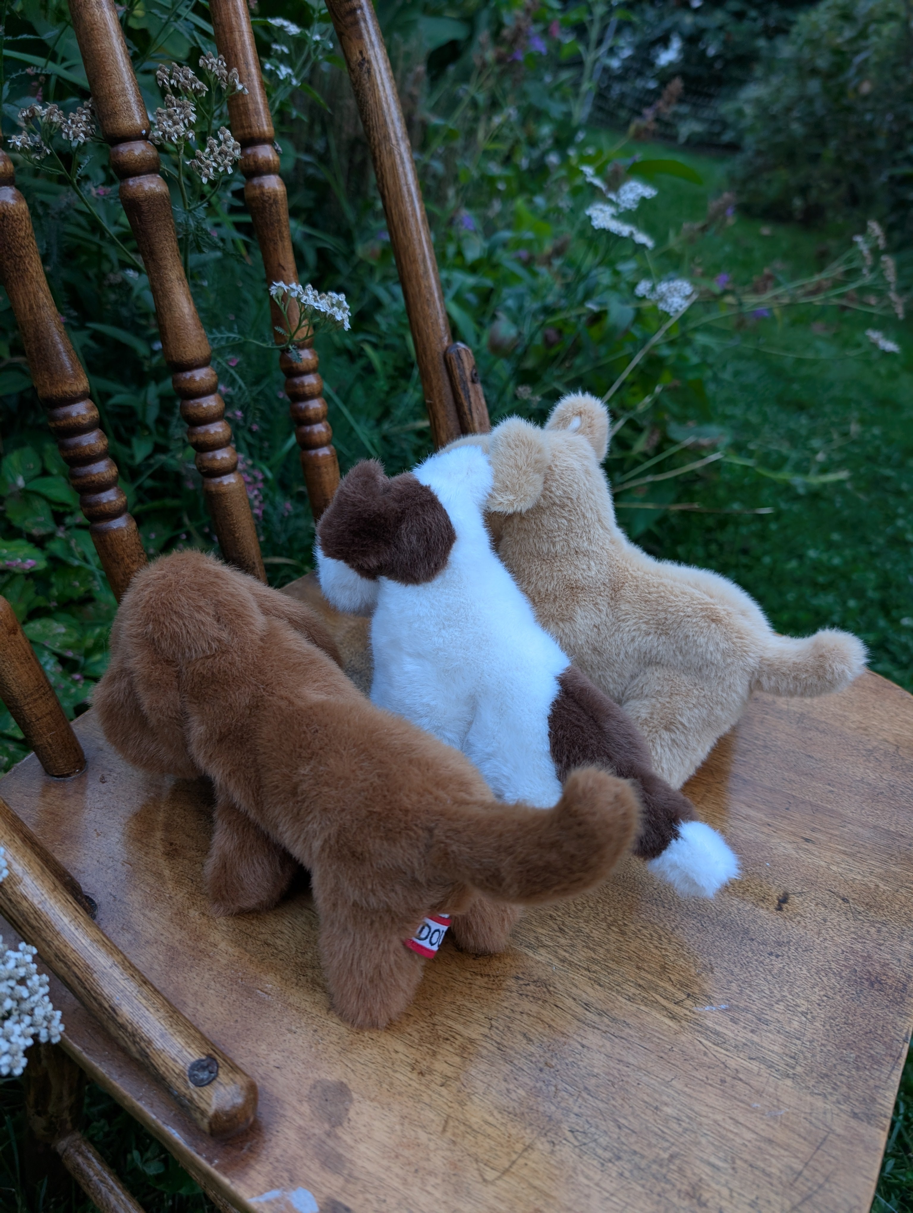 Dachshund small