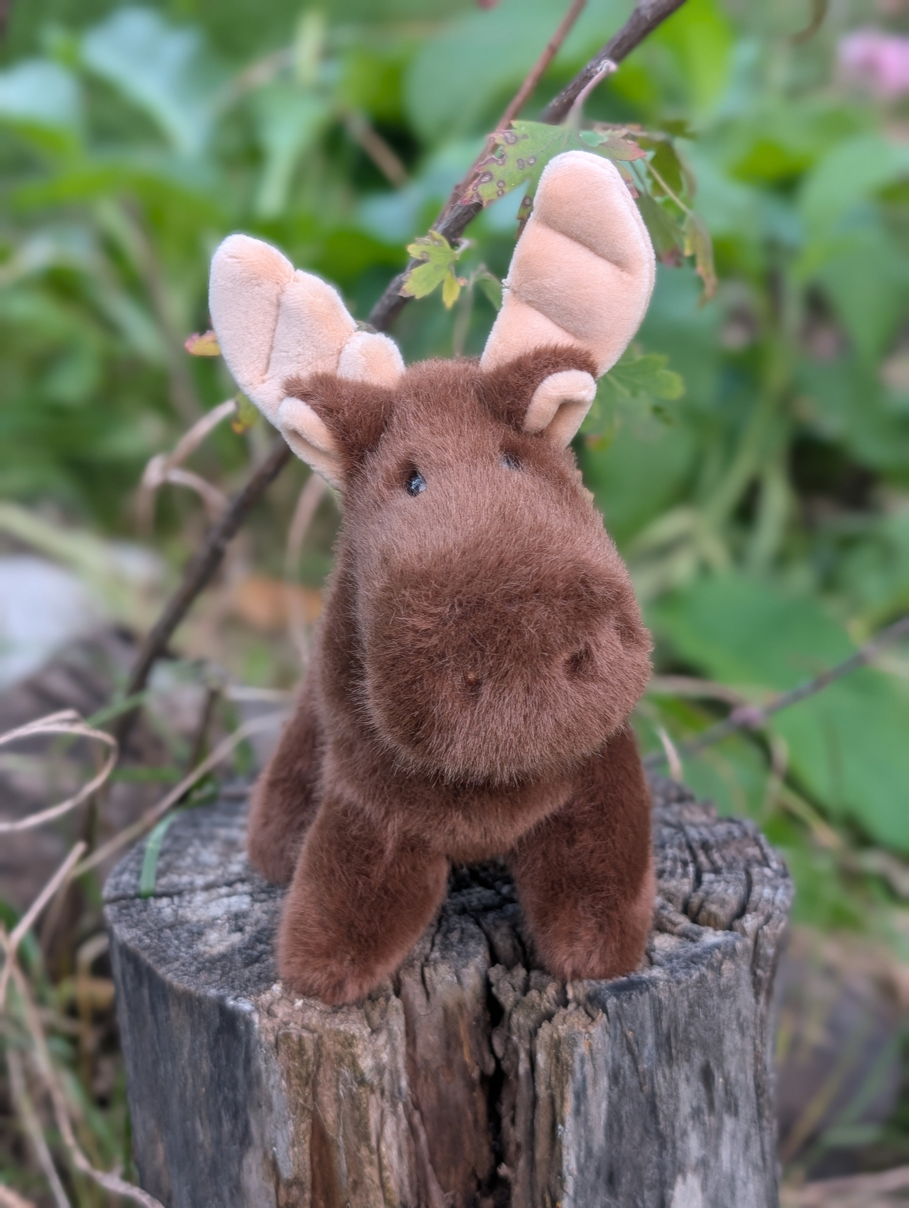 Moosey