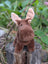 Moosey