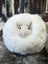 Fat Wooly Rotund Cushion Black Sheepskin