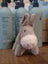 The donkey is a soft plush gray toy with a white snout and black button eyes perfect for cuddling