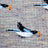 Gray merino wool socks with stylized black white and blue birds and orange beaks for women and moms outdoor fun
